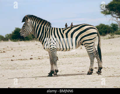 Symbiose: Ebenen Zebra mit Oxpeckers auf dem Rücken / Equus Quagga Stockfoto