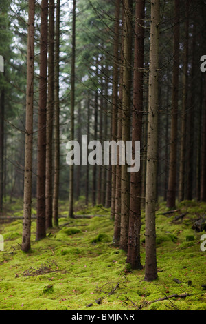 Skandinavien, Schweden, Skane, Ansicht Nadelbäume in Wald Stockfoto