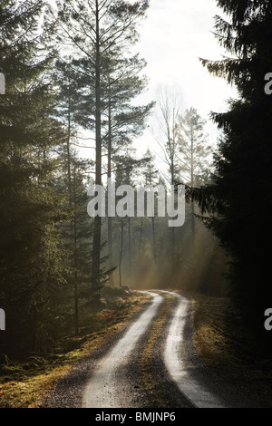 Skandinavien, Schweden, Skane, Blick auf leere Feldweg durch Wald Stockfoto