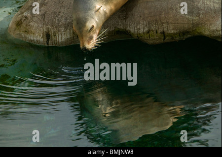 Ein Seelöwe auf dem Wasser Stockfoto