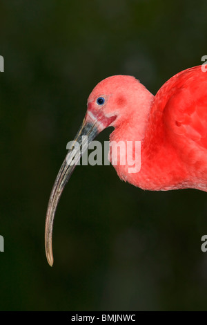 Ibis, Ibisbill, Ibidorhyncha Struthersii. Schließen Sie vor schwarzem Hintergrund Stockfoto