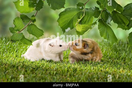 Balz: zwei Goldhamster (links: männlich, rechts: weiblich) Stockfoto