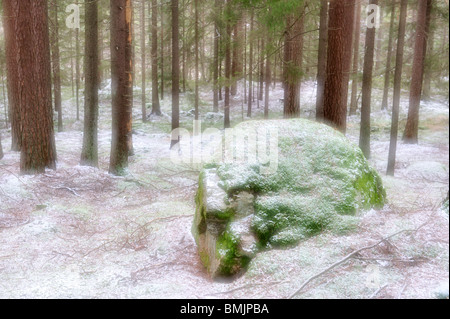 Skandinavien, Schweden, Vastergotland, Wald im winter Stockfoto