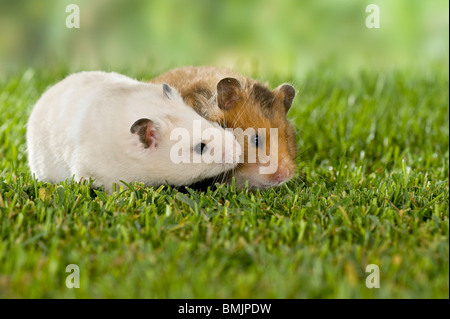 Balz: zwei Goldhamster (links: männlich, rechts: weiblich) Stockfoto