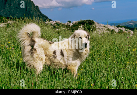 Pyrenäen-Berghund - stehend auf einer Wiese Stockfoto