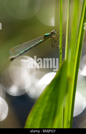 Skandinavien, Schweden, Smaland, Damselfly auf Blatt, Nahaufnahme Stockfoto