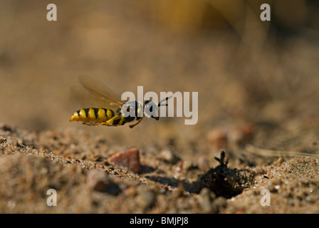 Skandinavien, Schweden, Öland, Blick auf Biene fliegen, Nahaufnahme Stockfoto