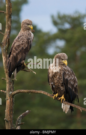 Skandinavien, Schweden, Smaland, White tailed Eagles hocken auf Ast Stockfoto