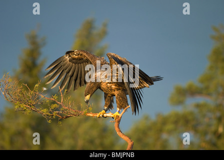 Skandinavien, Schweden, Smaland, White tailed Eagle hocken auf Ast Stockfoto