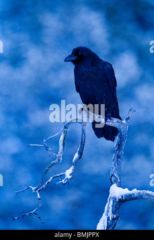 Skandinavien, Schweden, Vasterbotten, Rabe Krähe hocken auf Baum, Nahaufnahme Stockfoto