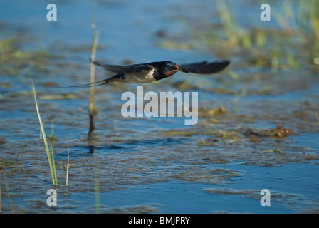 Skandinavien, Schweden, Öland, Ansicht der Rauchschwalbe Vogel fliegen, Nahaufnahme Stockfoto