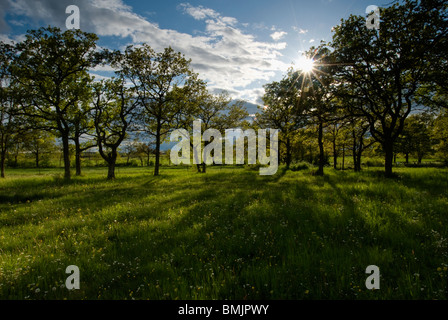 Skandinavien, Schweden, Öland, Ansicht von Eichen in Landschaft Stockfoto