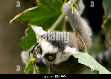 Lemur Blätter zu essen und das Festhalten an Zweig Stockfoto