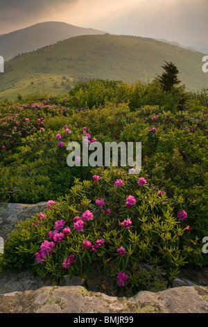 Rhododendron in einer Berglandschaft Stockfoto