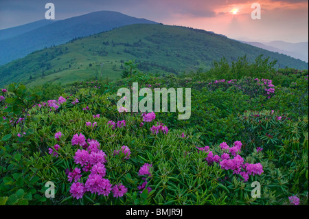 Rhododendron in einer Berglandschaft Stockfoto