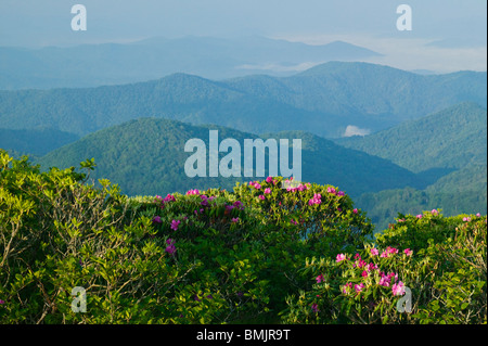 Rhododendron in einer Berglandschaft Stockfoto