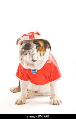 Eine britische Bulldogge trägt ein England Team Fußball-Shirt und Cap vor einem weißen Hintergrund. Stockfoto