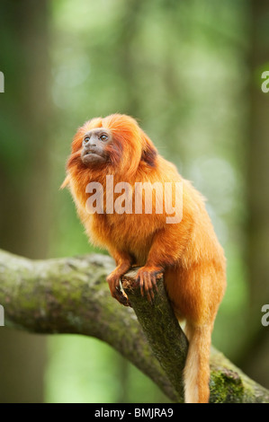 Ein goldener Löwe Tamarin (Leontopithecus Rosalia) Stockfoto