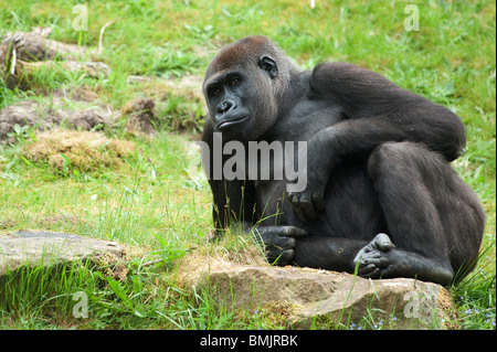 Nahaufnahme eines großen weiblichen Gorillas Stockfoto