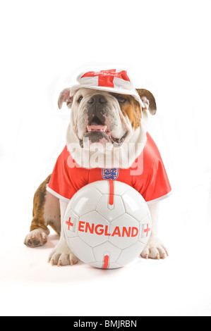 Eine britische Bulldogge mit einem Fußball während des Tragens ein England Team Fußball-Shirt und Cap vor einem weißen Hintergrund. Stockfoto