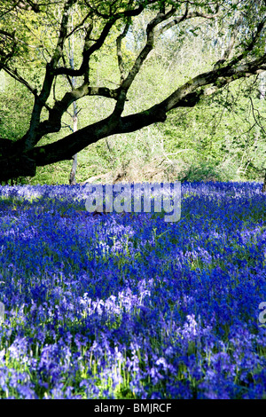 Glockenblumen in Hillhouse Wäldern, West Bergholt Stockfoto