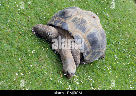 Ein Bild von einem riesigen Schildkröten Essen Stockfoto