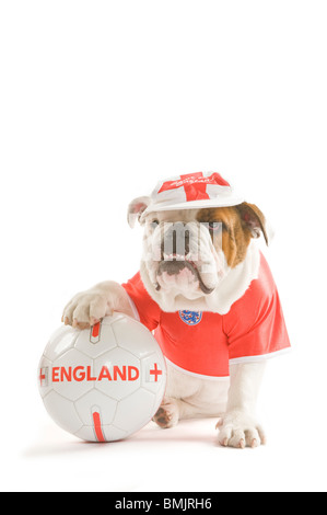 Eine britische Bulldogge mit einem Fußball während des Tragens ein England Team Fußball-Shirt und Cap vor einem weißen Hintergrund. Stockfoto