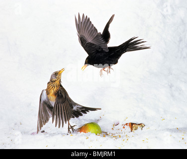 Amsel und Wacholderdrossel kämpfen für Essen Stockfoto