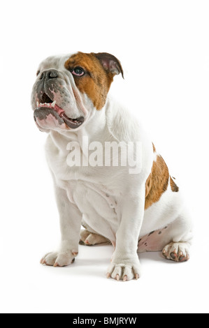 Eine 6 Monate alte männliche britische Bulldogge reinweiß (255rgb) im Hintergrund. Stockfoto