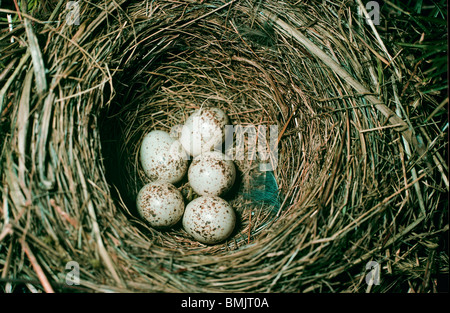 Neuntöter: Schachteln mit fünf Eiern / Lanius Collurio Stockfoto