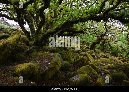 Alten Eichen in Wistmans Wood, Dartmoor National Park, Devon, England Stockfoto