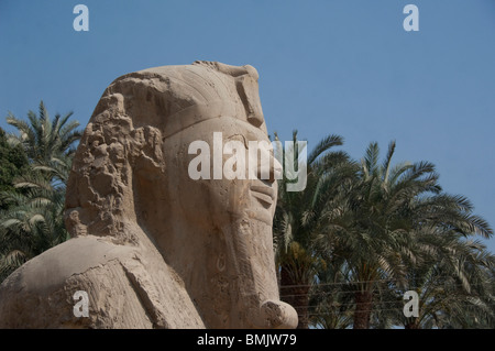 Ägypten, Memphis (aka Menufer). Alabaster Sphinx Amenophis II. Stockfoto