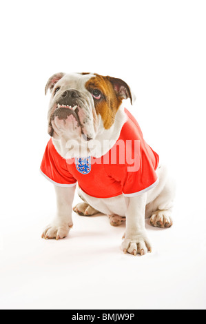 Eine britische Bulldogge trägt ein Fußball-Trikot England vor einem weißen Hintergrund. Stockfoto