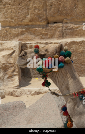 Ägypten, Kairo. Die großen Pyramiden von Gizeh. Stockfoto