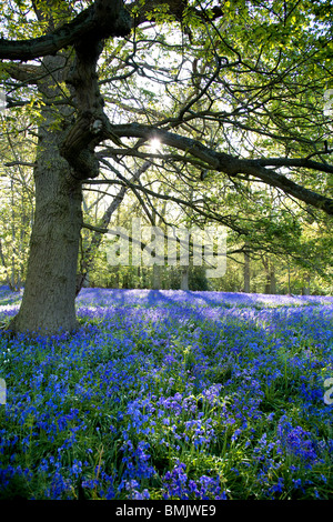 Glockenblumen in Hillhouse Wäldern, West Bergholt Stockfoto