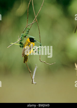 Südlichen Masked Weaver (männlich) - der Nestbau / Ploceus Velatus Stockfoto