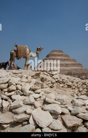 Kamel und Stufenpyramide des Djoser, Sakkara, Al Jizah, Ägypten Stockfoto