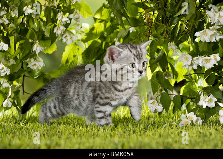 Britisch Kurzhaar Katze - Kitten auf Wiese Stockfoto