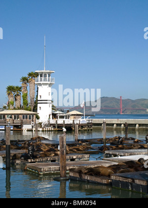 Seelöwen am Pier 39, Fishermans Wharf, San Francisco, Kalifornien, USA Stockfoto