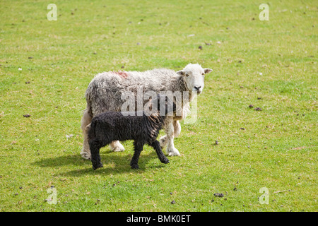 Herdwick Schaf und Lamm in einem Feld der Lake District England UK Stockfoto