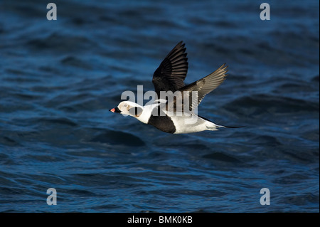 Erwachsene männliche Eisente im Flug Stockfoto