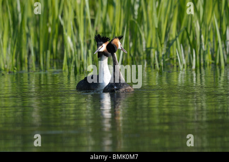 Great Crested Grebe Zucht display Stockfoto