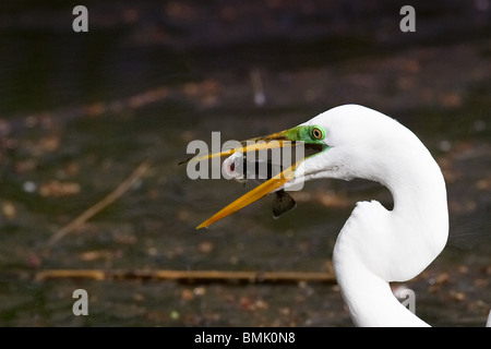 Silberreiher, einen Fisch zu essen Stockfoto