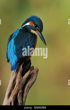 Eisvogel (Alcedo Atthis) thront auf dem Fluss Tajo in Spanien, im Herbst. Stockfoto