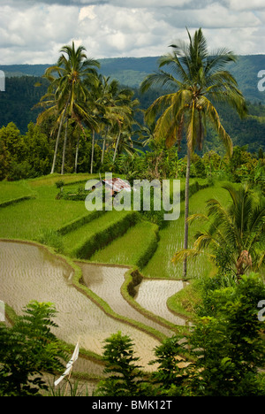 Ein schönes Reihenhaus Reisfeld im ländlichen Dorf Umajero, Bali hat nur gepflanzt und das Gebiet überflutet für die Bewässerung. Stockfoto