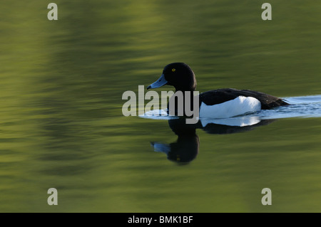 Reiherenten Stockfoto