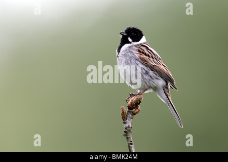 Reed bunting, Emberiza Schoeniclus Einzel männlich thront, Midlands, Mai 2010 Stockfoto