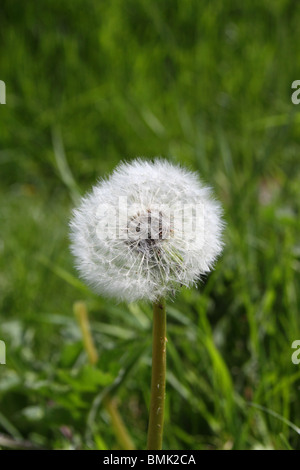 Taraxacum Löwenzahn Fallschirm Kugel Stockfoto