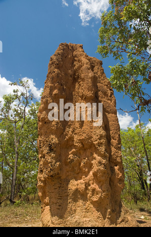 Termite Mounds Northern Territory Australien Stockfoto