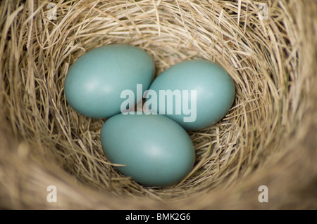 Nahaufnahme von einem Robins Nest und seine blauen Eiern